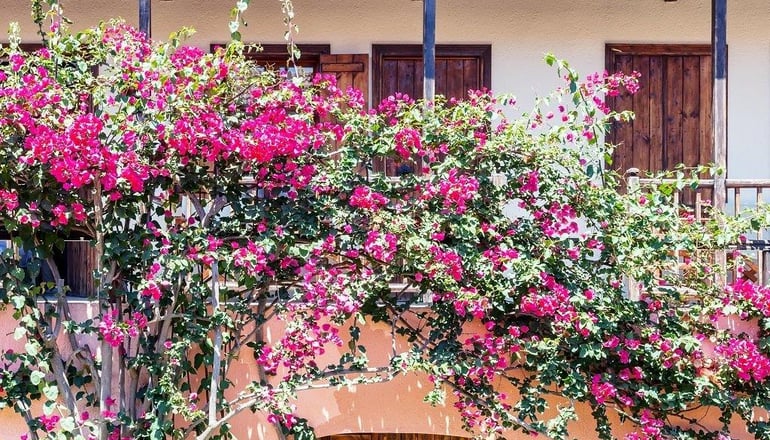 Rigas Hotel - Σκόπελος